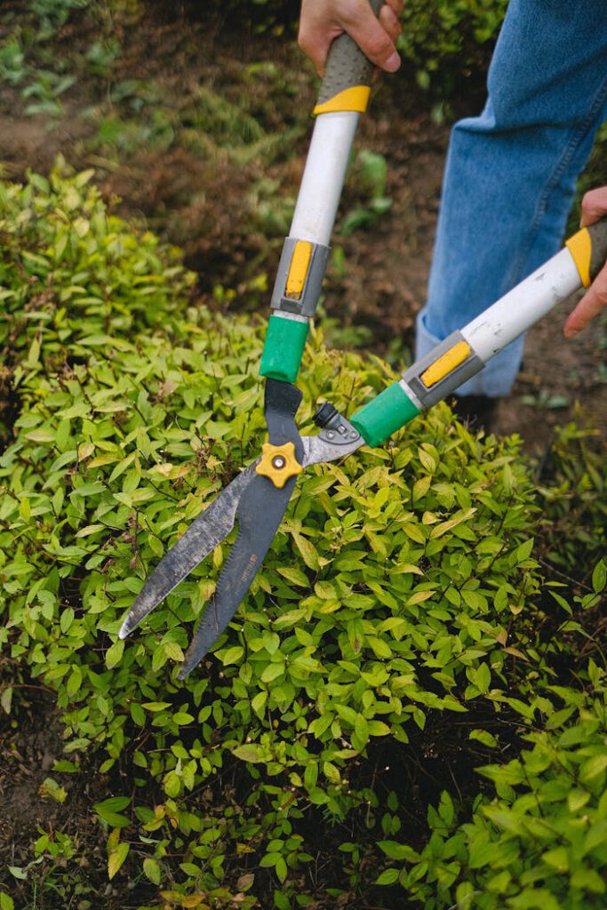 From above of unrecognizable gardener with pruner shear standing near green plant while working in agriculture field during seasonal work