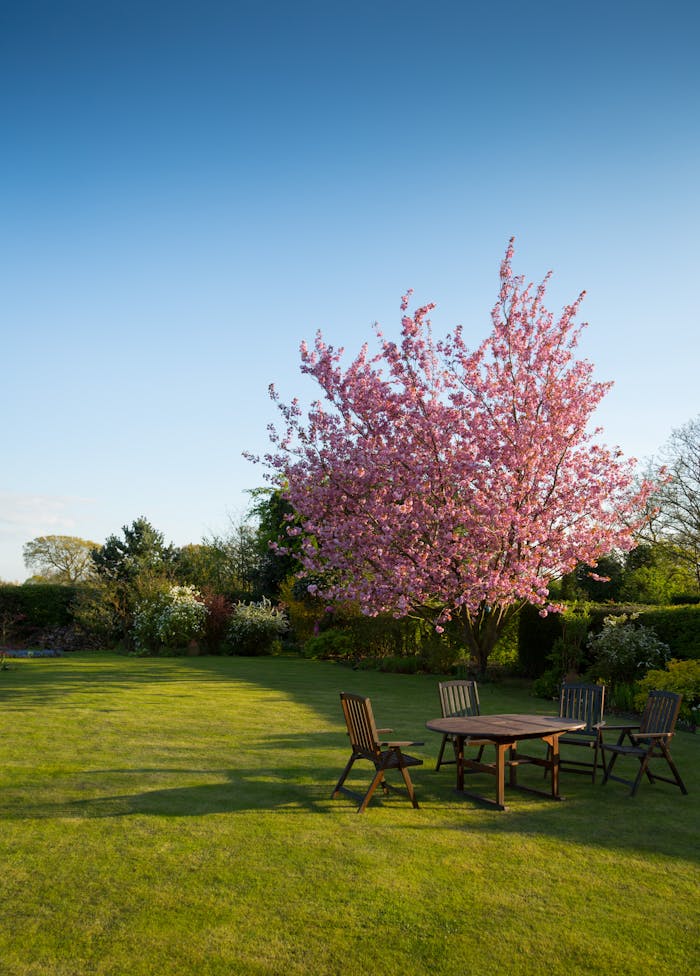 Peaceful garden with a blooming cherry tree and wooden outdoor furniture under a blue sky.